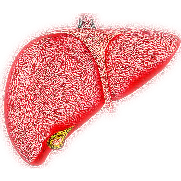 Die menschliche Leber kann von verschiedenen Arten der Hepatitis betroffen sein. Das Bild zeigt eine Zeichnung einer Leber.